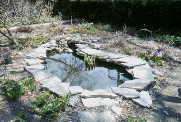 The pond in spring 2002
